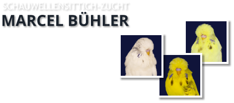 SCHAUWELLENSITTICH-ZUCHT  MARCEL BÜHLER